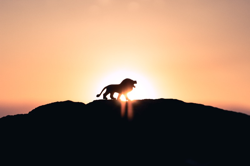 Vision: the Lion & the 7 Mountains – December 2018